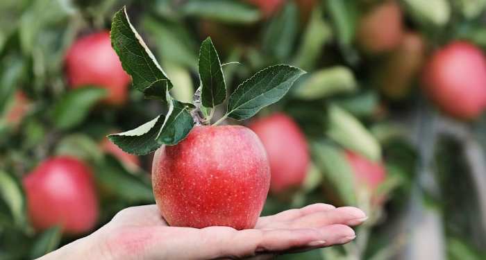 Buah Apple Manfaat